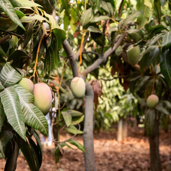 Mango - Image 2