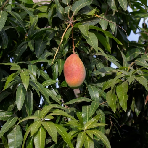 Mango