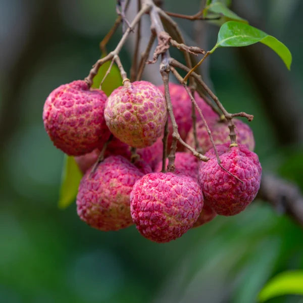 Litchi - Image 2